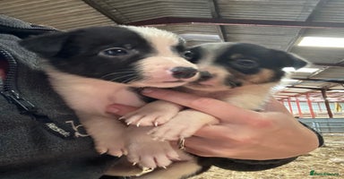 Border Collie dogs - Advert 10