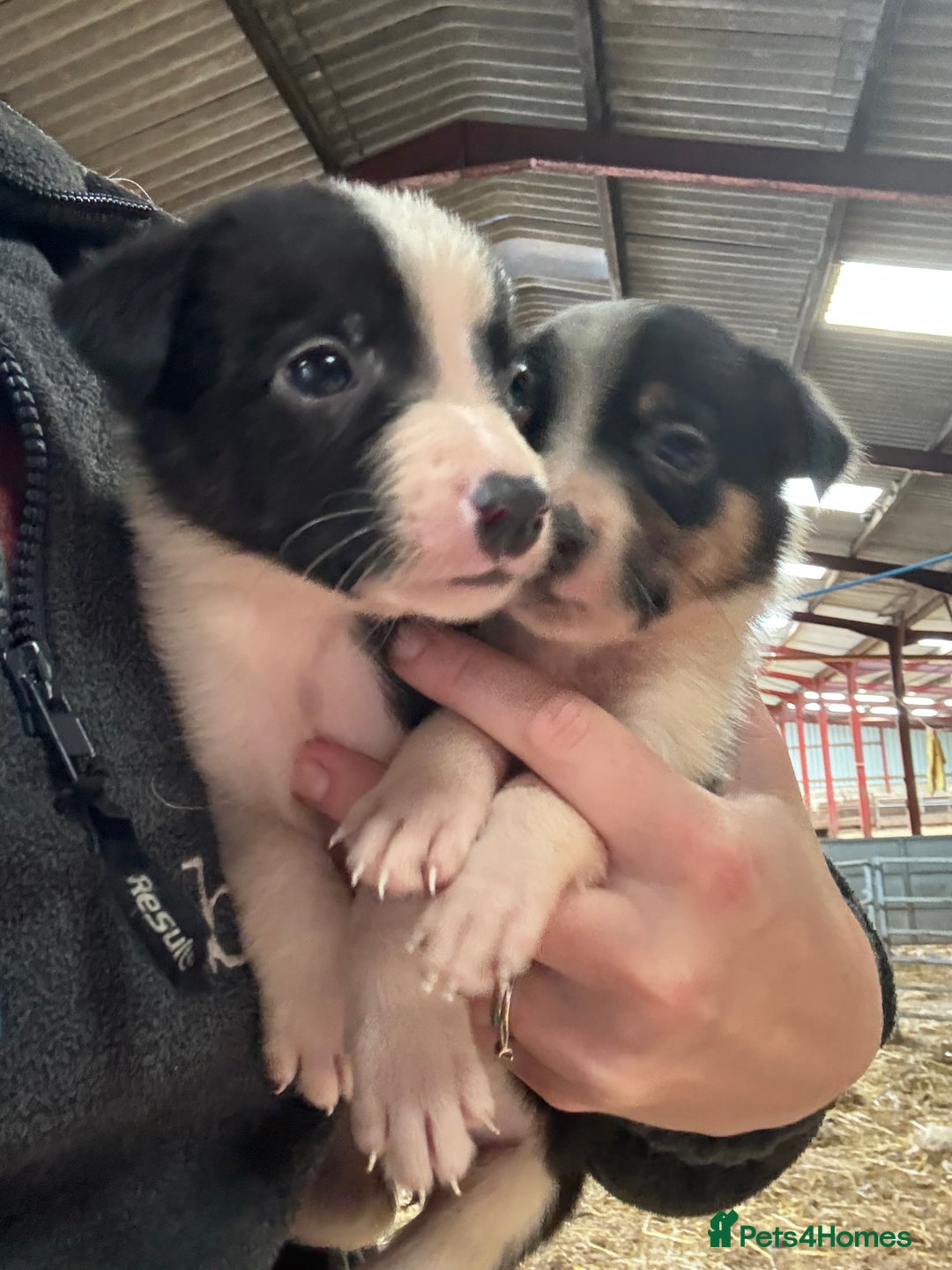 Border Collie dogs for sale: Lovely border collie pups - Image 3