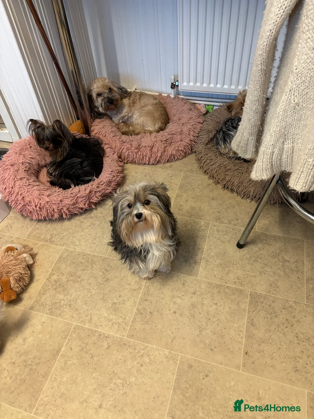 Yorkshire Terrier dogs for sale: Beautiful ned (pedigree name) - Advert 17