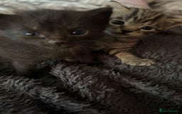 Mixed Breed cats for sale: 6 kittens looking for new homes  - Advert 2