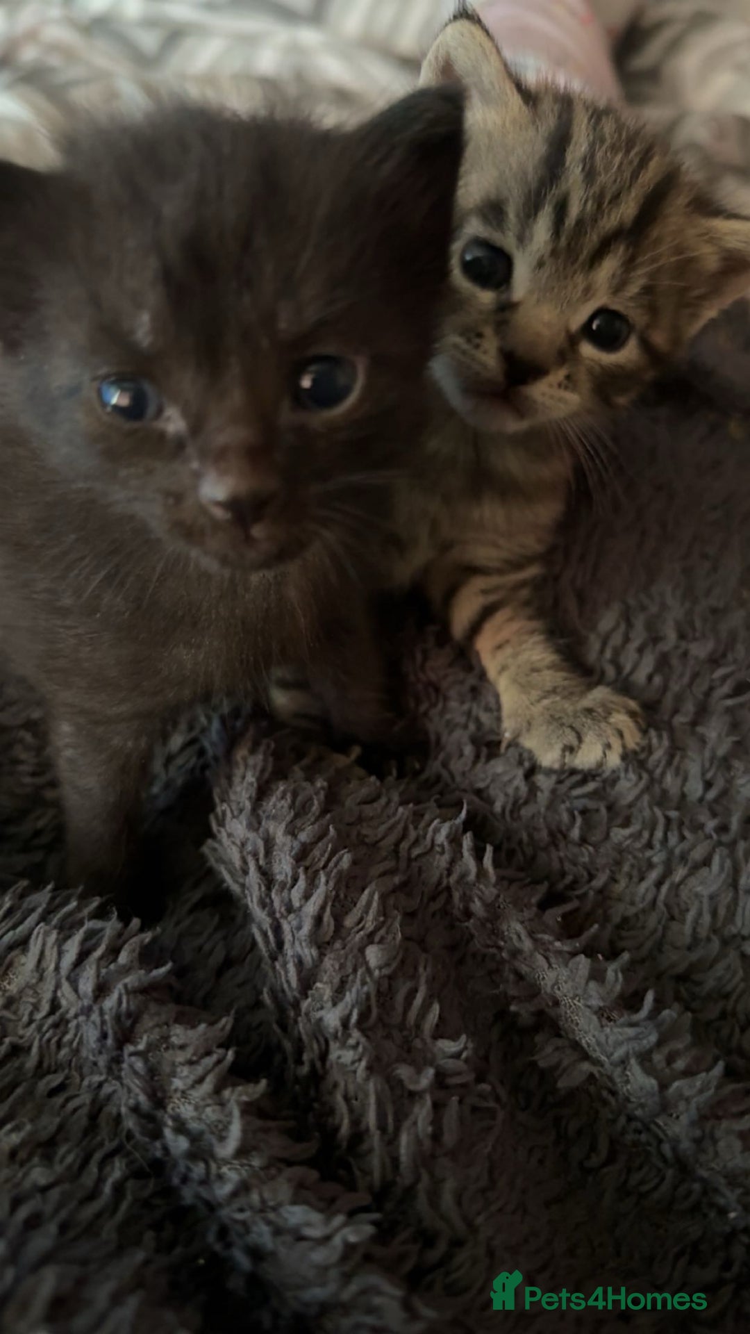 Mixed Breed cats for sale: 6 kittens looking for new homes  - Advert 2