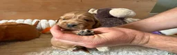 Cocker Spaniel dogs for sale: ⭐️ Show Type - Dna tested Puppies ⭐️ - Advert 10