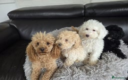 Cavapoo dogs for sale: Cavapoo puppies ready now  - Image 2