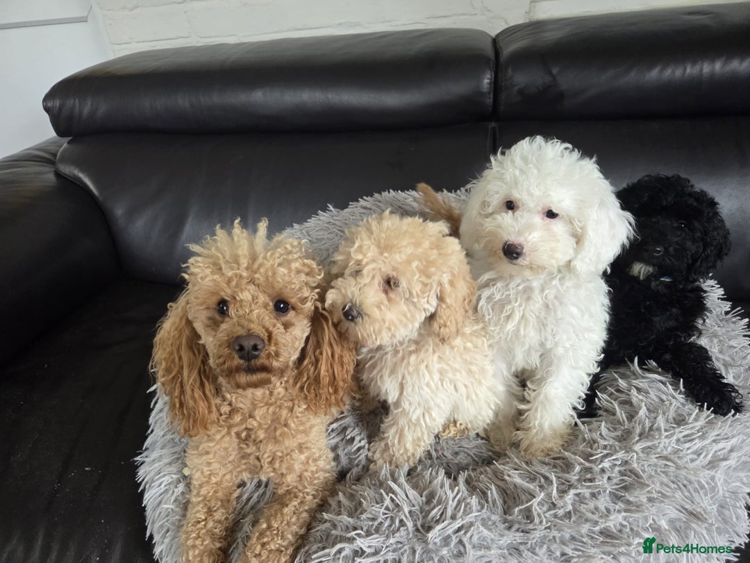 Cavapoo dogs for sale: Cavapoo puppies ready now  - Image 2