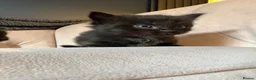 Ragdoll cats for sale: 🐾 **Beautiful Ragdoll Cross Kittens - Advert 8
