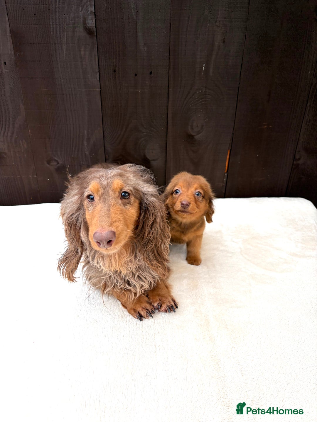 Miniature Dachshund dogs for sale: Dachshund puppy only 1 Boy still available  - Advert 22