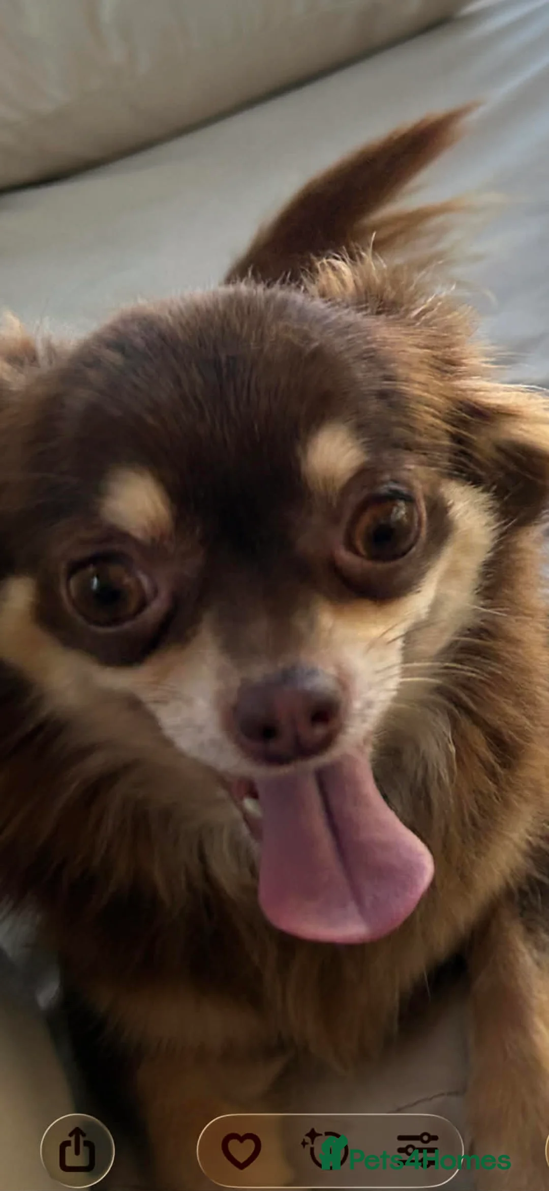 Chihuahua dogs for sale: Beautiful Female Chihuahua Puppy - Advert 4