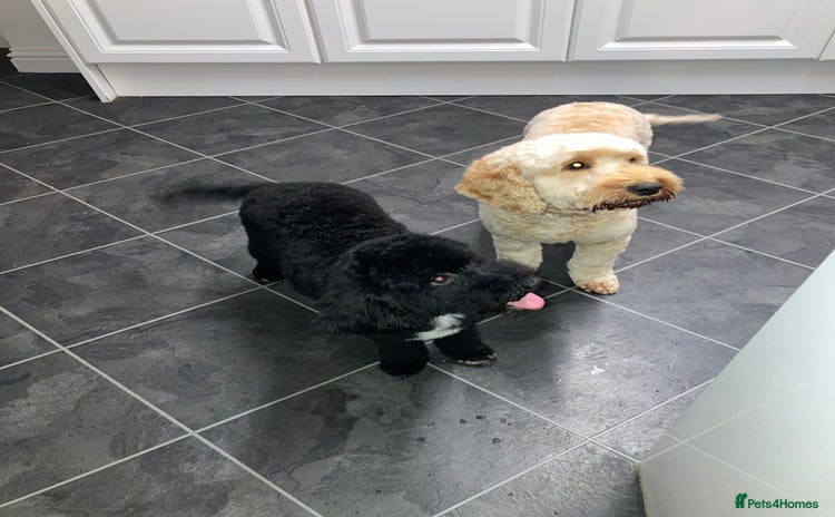 Cockapoo dogs - Advert 1