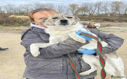 Mixed Breed dogs for adoption: Misty - Norwich Norfolk  - Advert 8