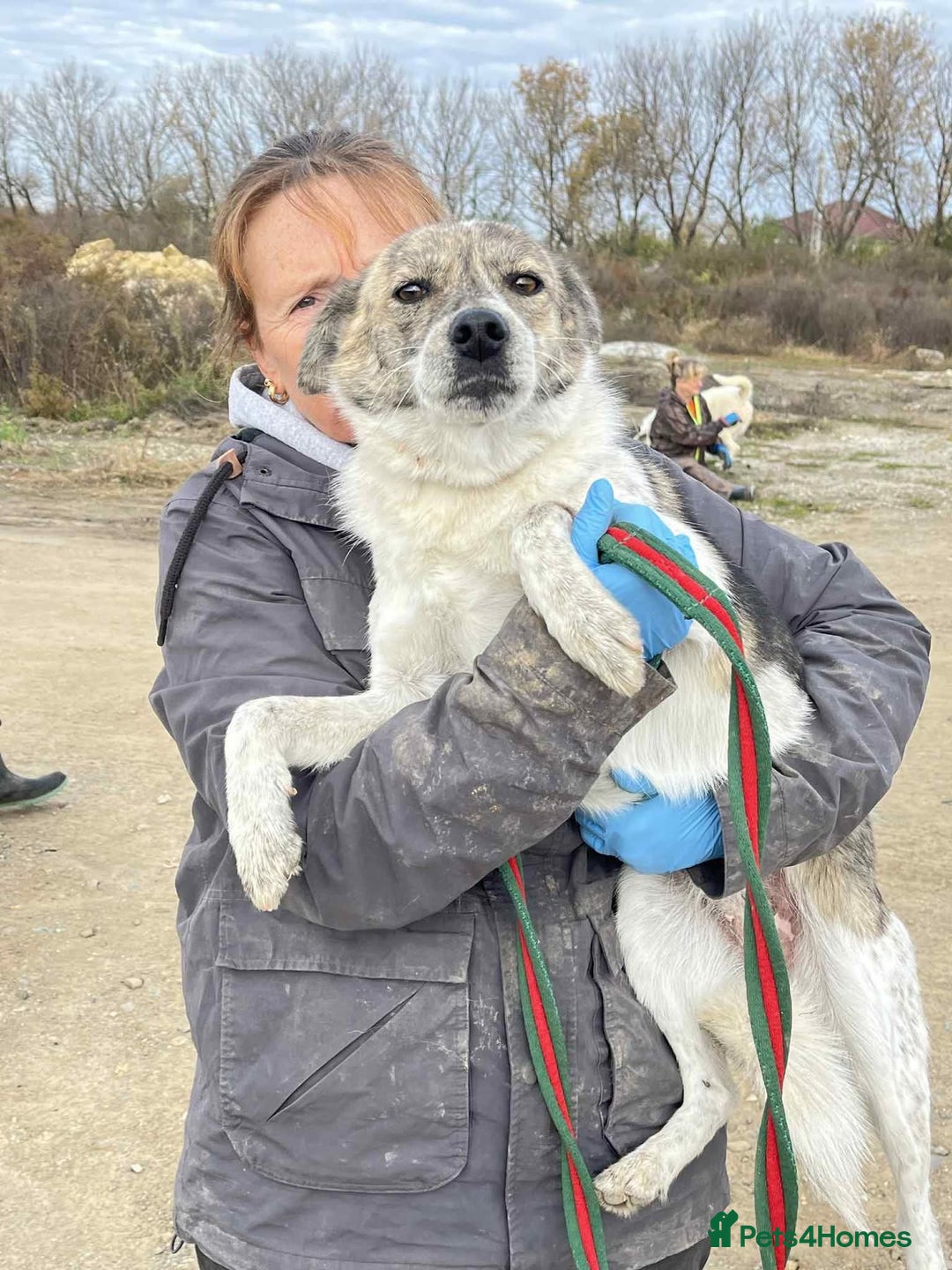 Mixed Breed dogs for adoption: Misty - Norwich Norfolk  - Advert 8