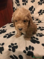 Cockapoo dogs F1 cockerpoo - Advert 4