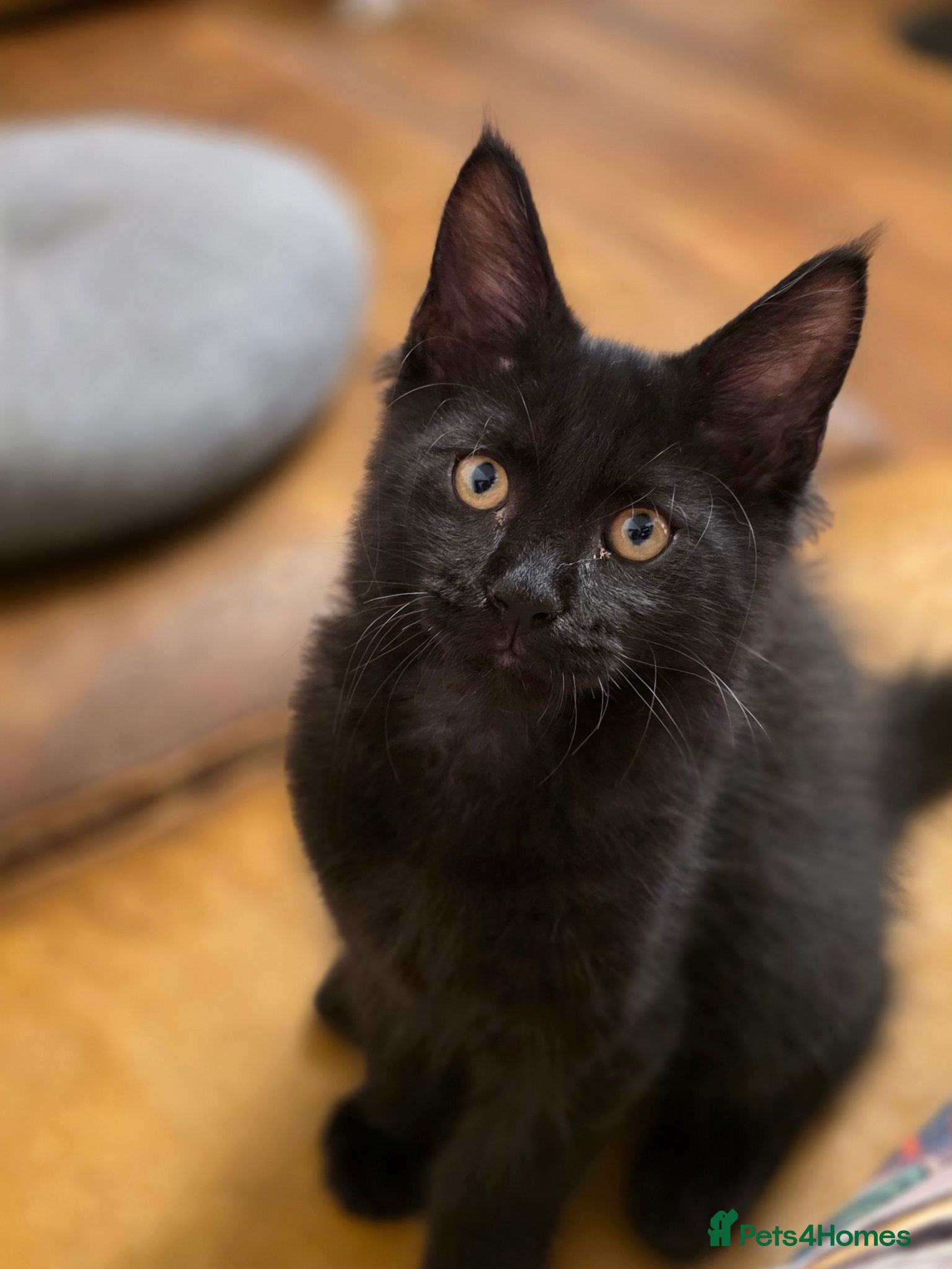 Maine Coon cats Pedigree Pure TICA Registered Maine Coon Kittens - Advert 2