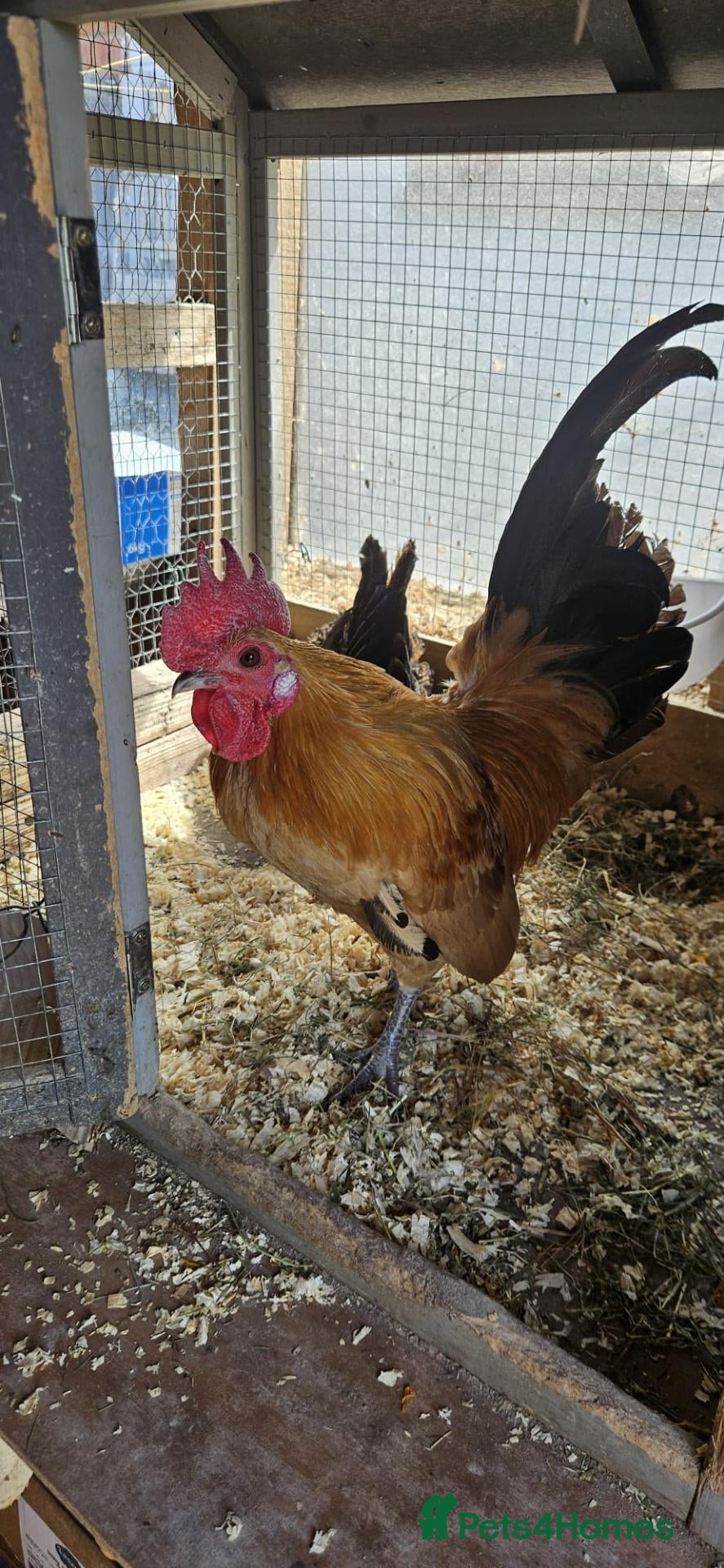 Chickens poultry 🐓 Serama Bantam Roosters 🐓  - Advert 2