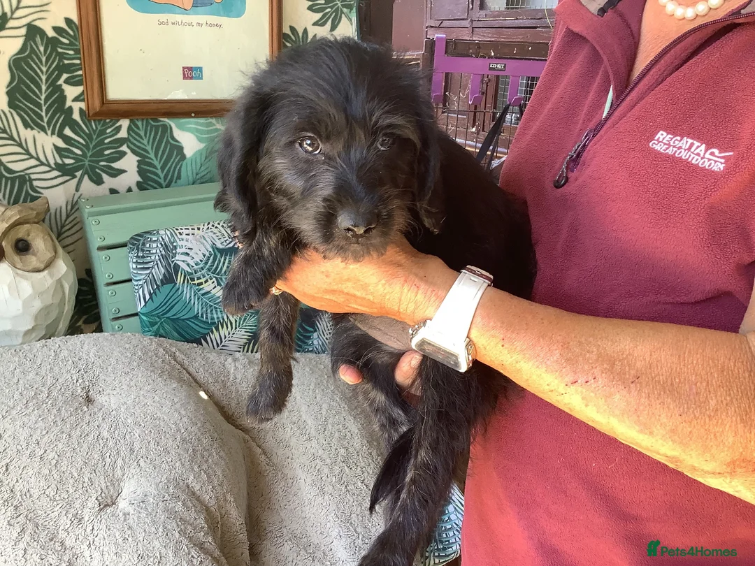 Labradoodle dogs for sale: Toy Labradoodles - Advert 1