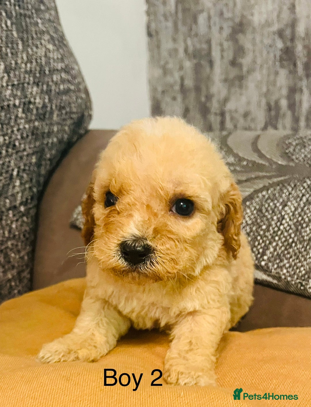Cavapoochon dogs for sale: Stunning Cavapoochon puppies  - Advert 5