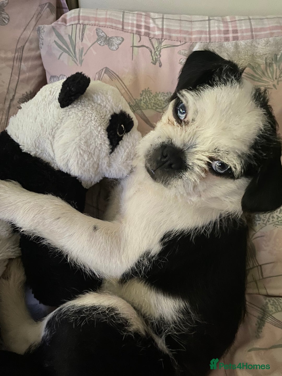 Pugapoo dogs for stud: Pugapoo, gorgeous panda pug boy for stud  - Advert 6