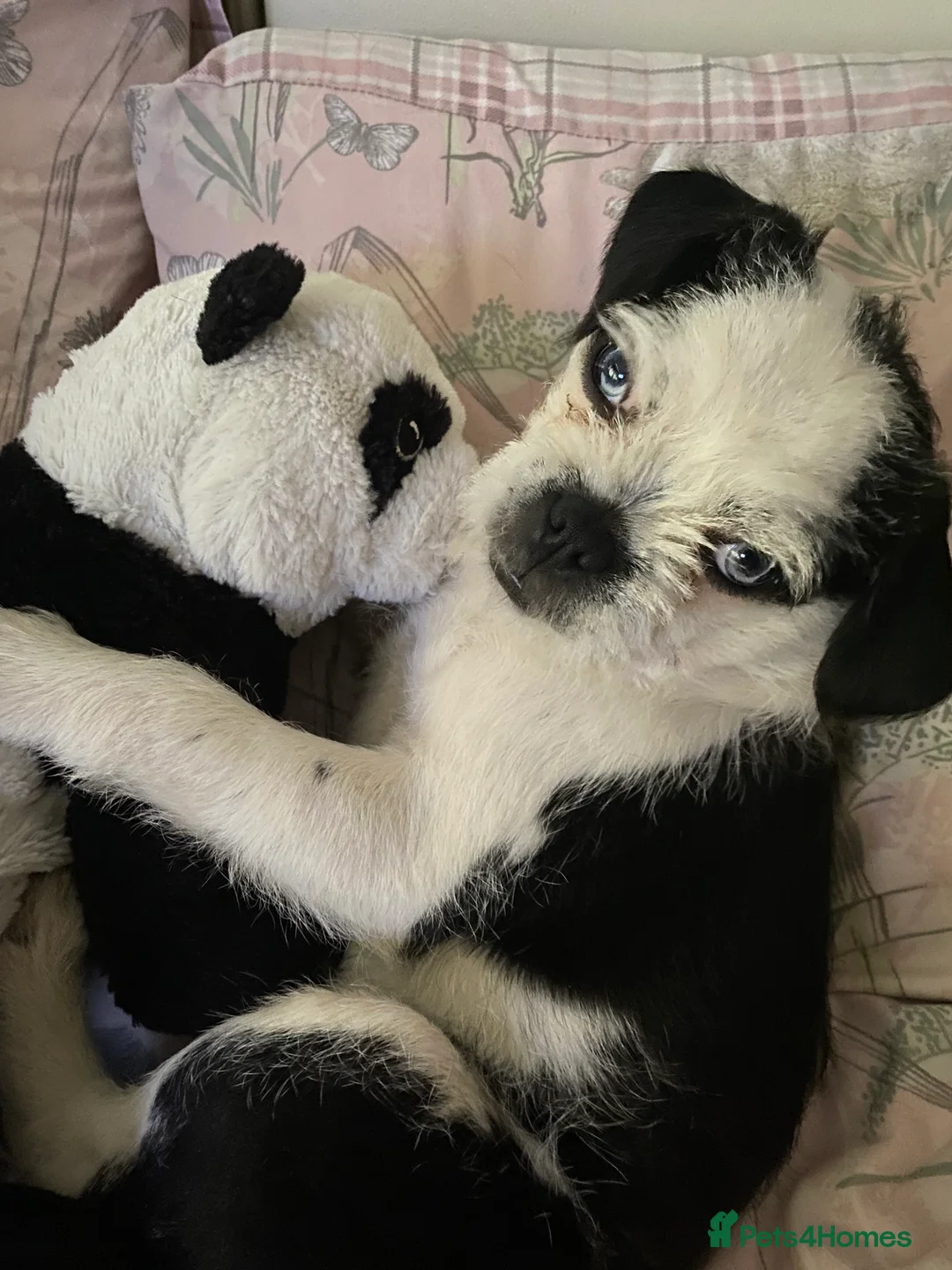 Pugapoo dogs for stud: Pugapoo, gorgeous panda pug boy for stud  - Advert 2