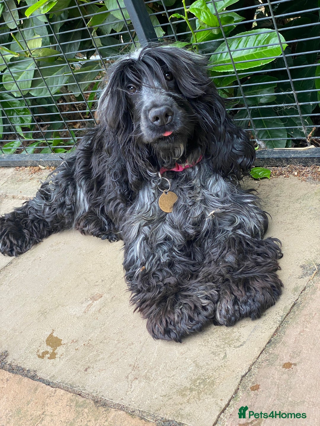 Cocker Spaniel dogs for sale: ‼️ ATTENTION PLEASE ‼️ - Advert 9