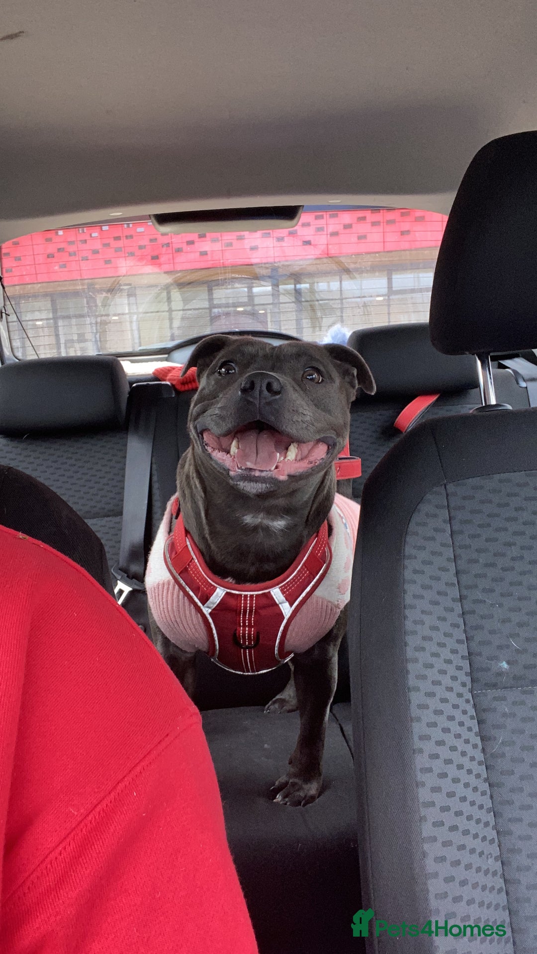 Staffordshire Bull Terrier dogs for sale: Beautiful Staffordshire bull terrier puppy’s  - Image 20