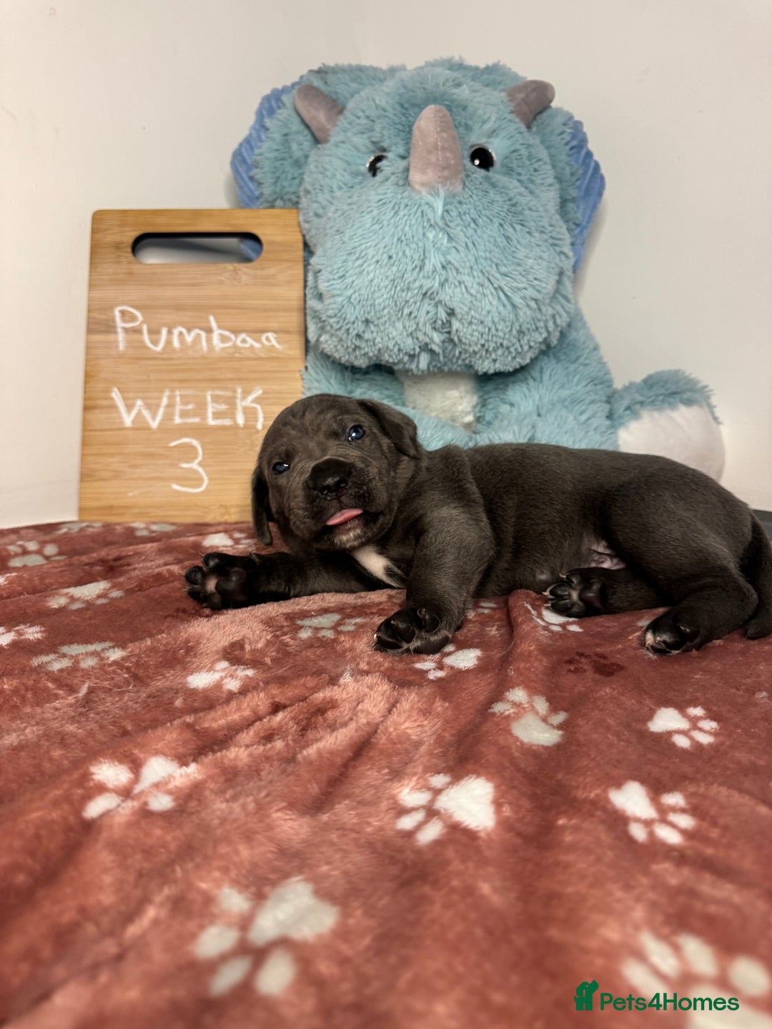 Cane Corso dogs for sale: Cane corso puppies for sale  - Image 30
