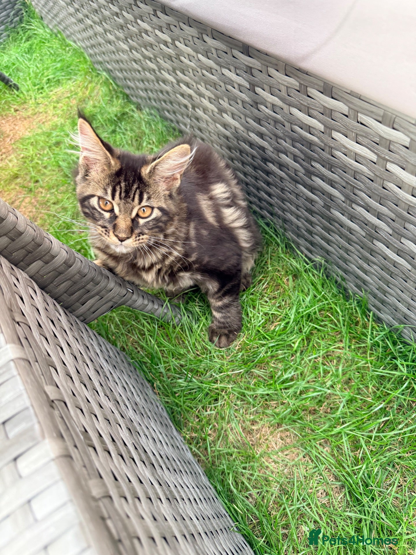 Maine Coon cats Rare Red Silver Maine Coon Kittens Available  - Advert 1