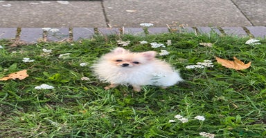 Pomeranian dogs - Advert 2