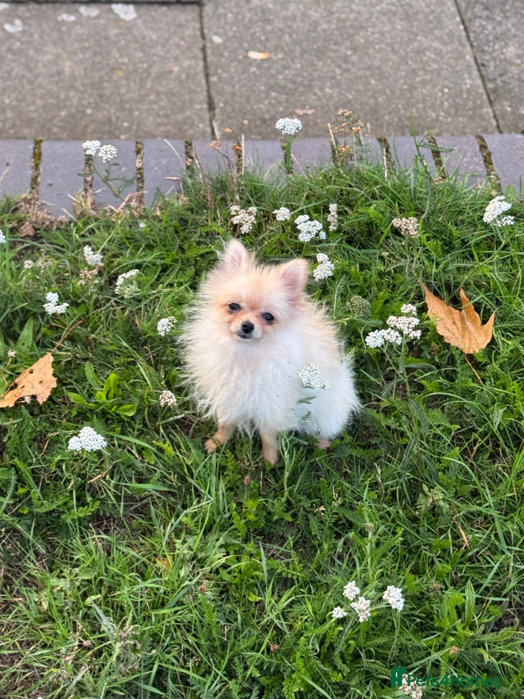 Pomeranian dogs for sale: Poms  - Image 3