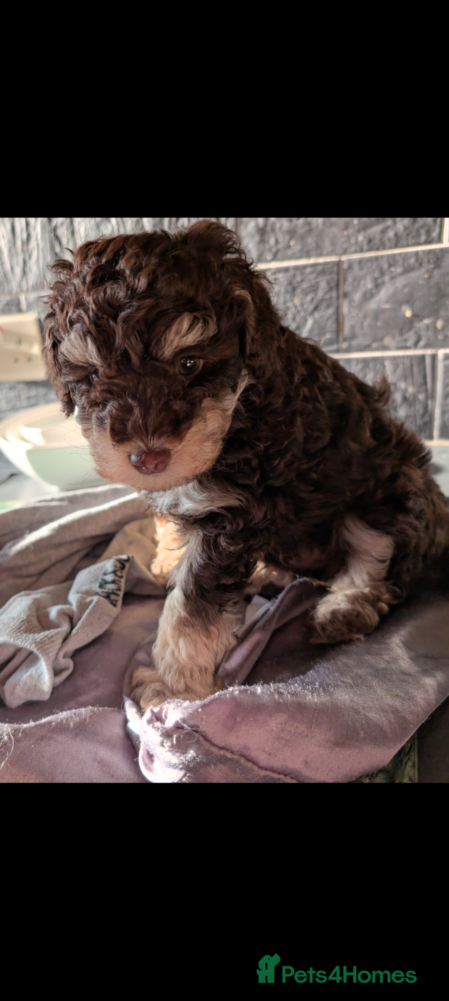Labradoodle dogs 🐾Stunning adorable F1BB Mini Labradoodle Pups🐾  - Advert 1