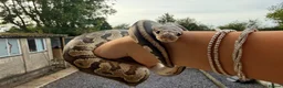 Python Snake reptiles for sale: Ball Python - Advert 5