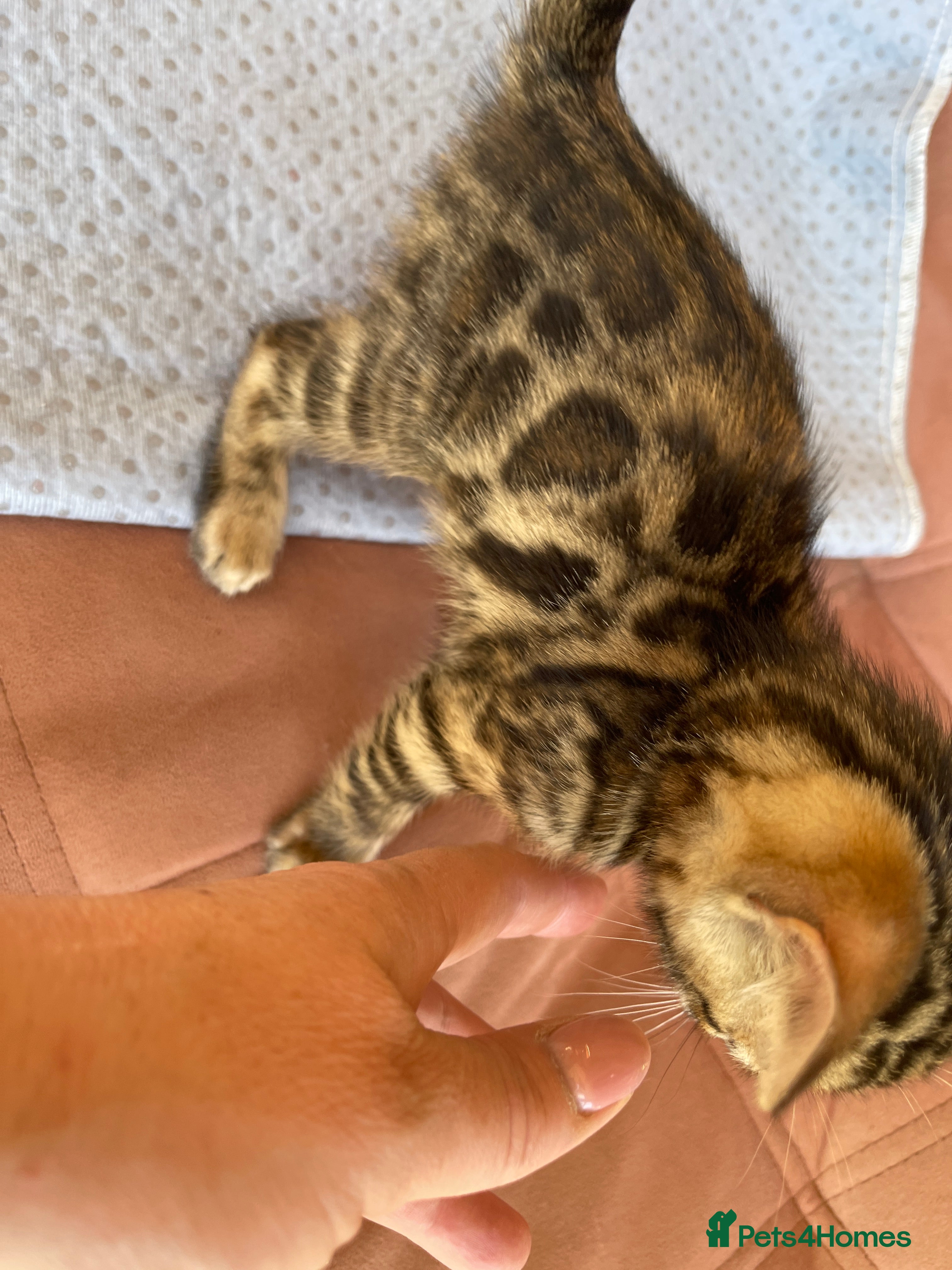 Bengal cats 🐾 Show quality GCCF Bengal Kittens for Sale 🐾 - Advert 2
