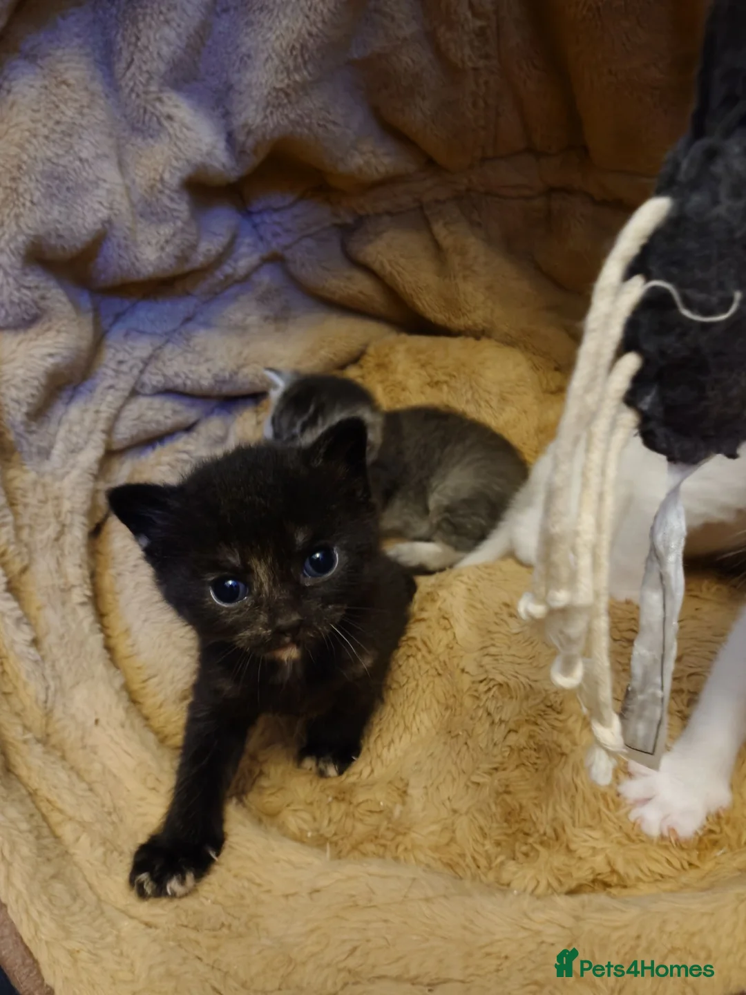 Mixed Breed cats for sale: British shorthair mixed kittens.  - Advert 1