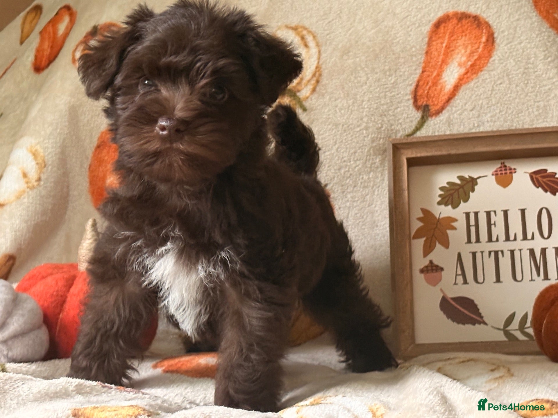 Miniature Schnauzer dogs KC Chocolate, Choc & Tan, Choc Parti Parti  - Advert 4