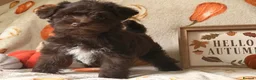 Miniature Schnauzer dogs for sale: KC Chocolate, Choc & Tan, Choc Parti Parti  - Advert 1