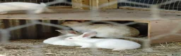 Mixed Breed rabbits for sale: New Zealand White cross Californian rabbits  - Advert 8