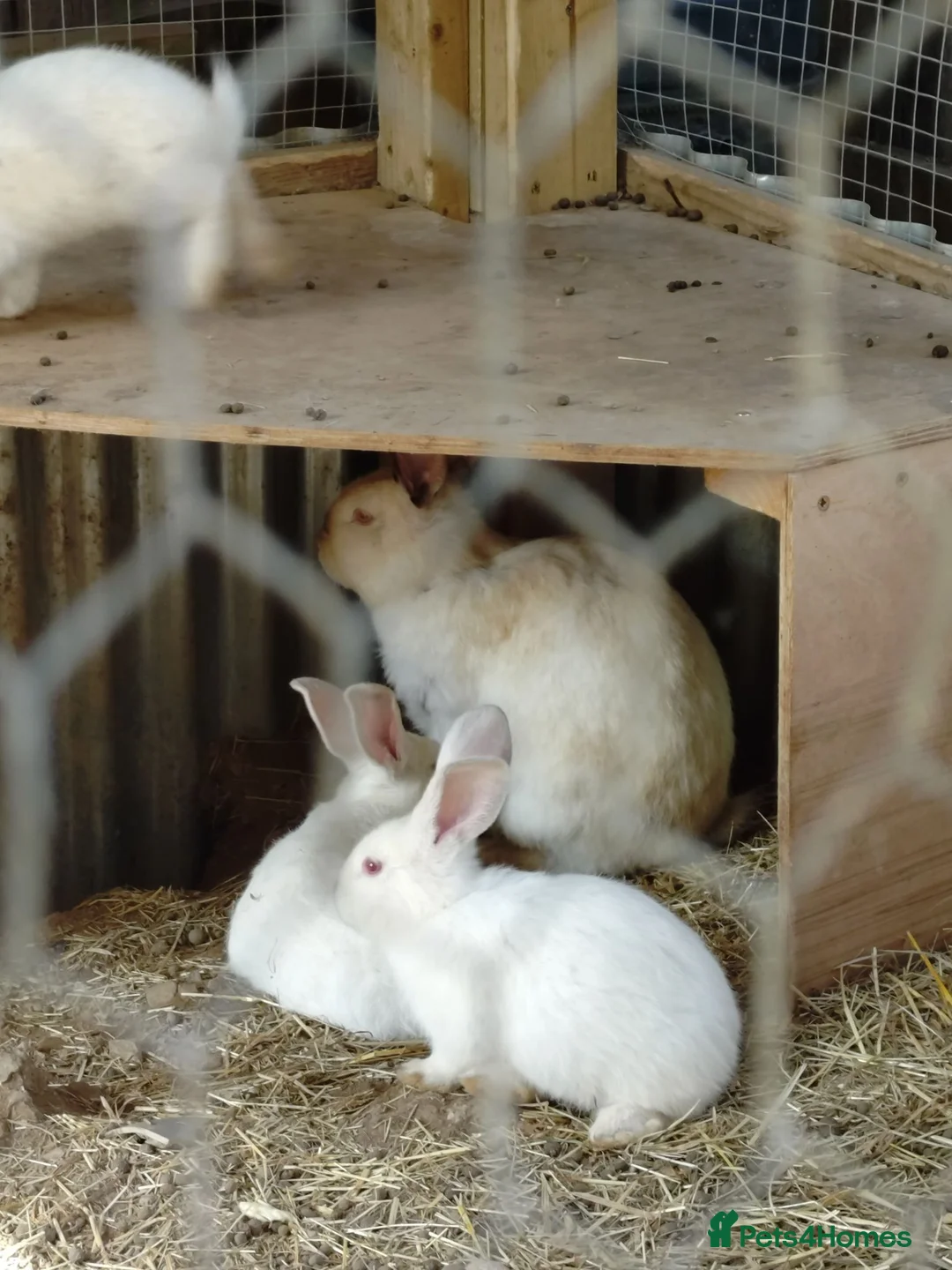 Mixed Breed rabbits for sale: New Zealand White cross Californian rabbits  - Advert 8