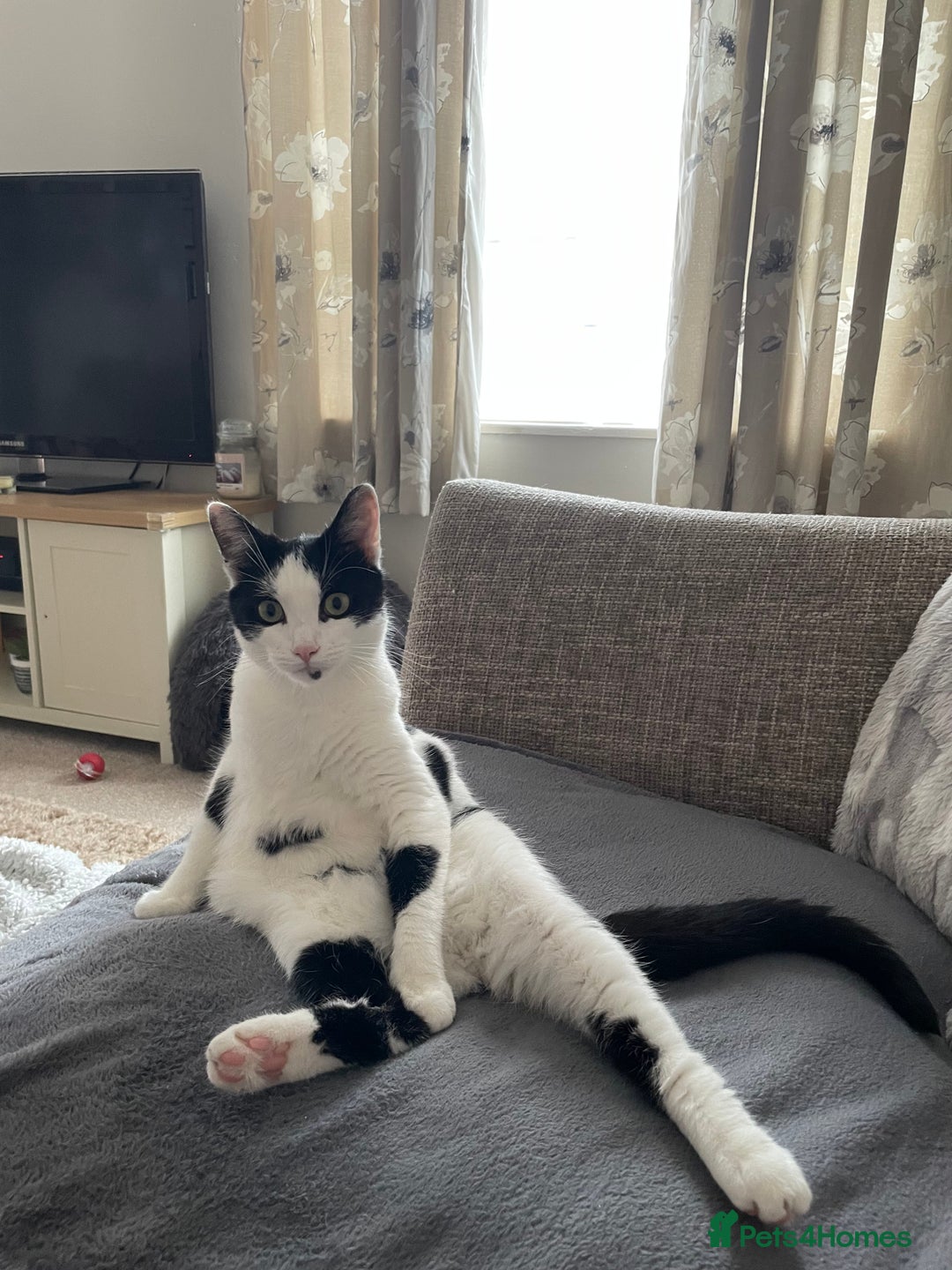 Mixed Breed cats for sale: 16 Month Old Cat - Looking for a Loving Home - Advert 3