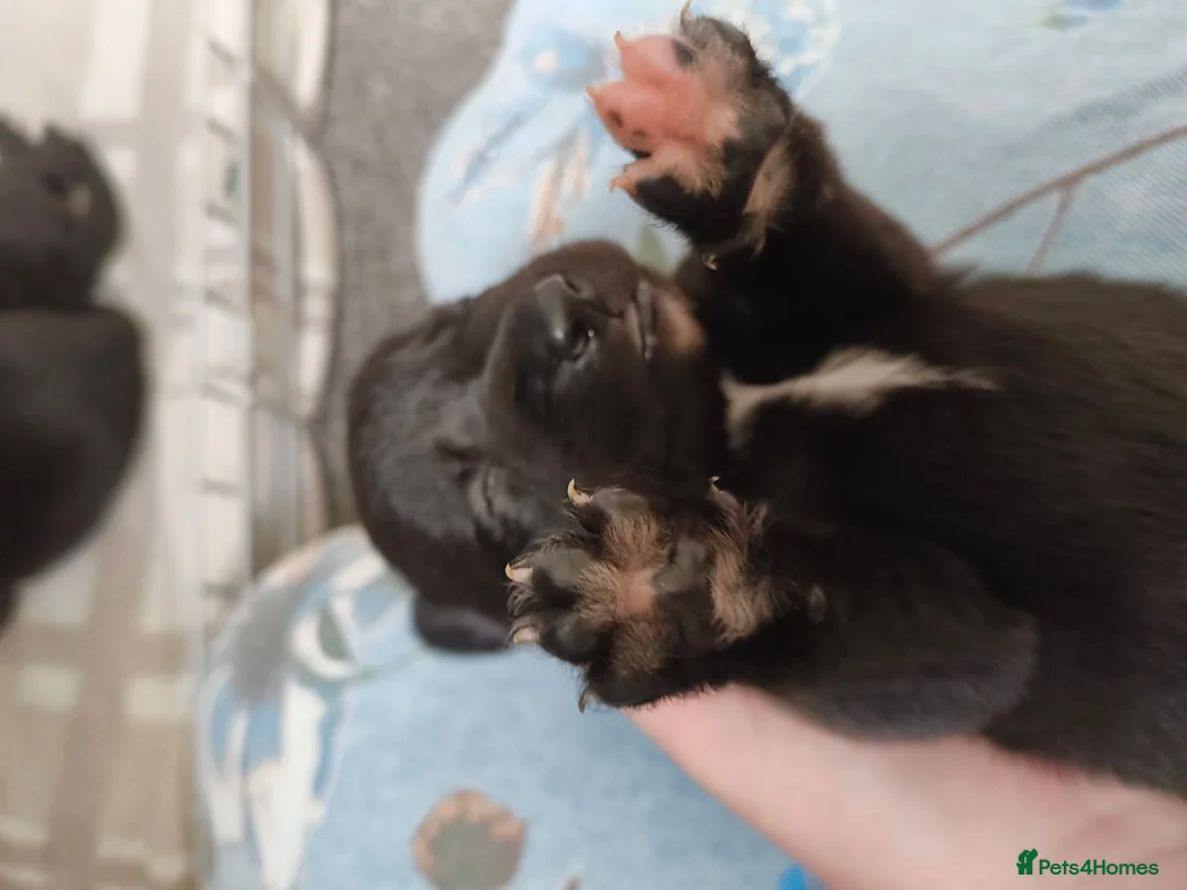 Mixed Breed dogs for sale: Gorgeous border collie cross goldador puppies  in Chippenham - Advert 40
