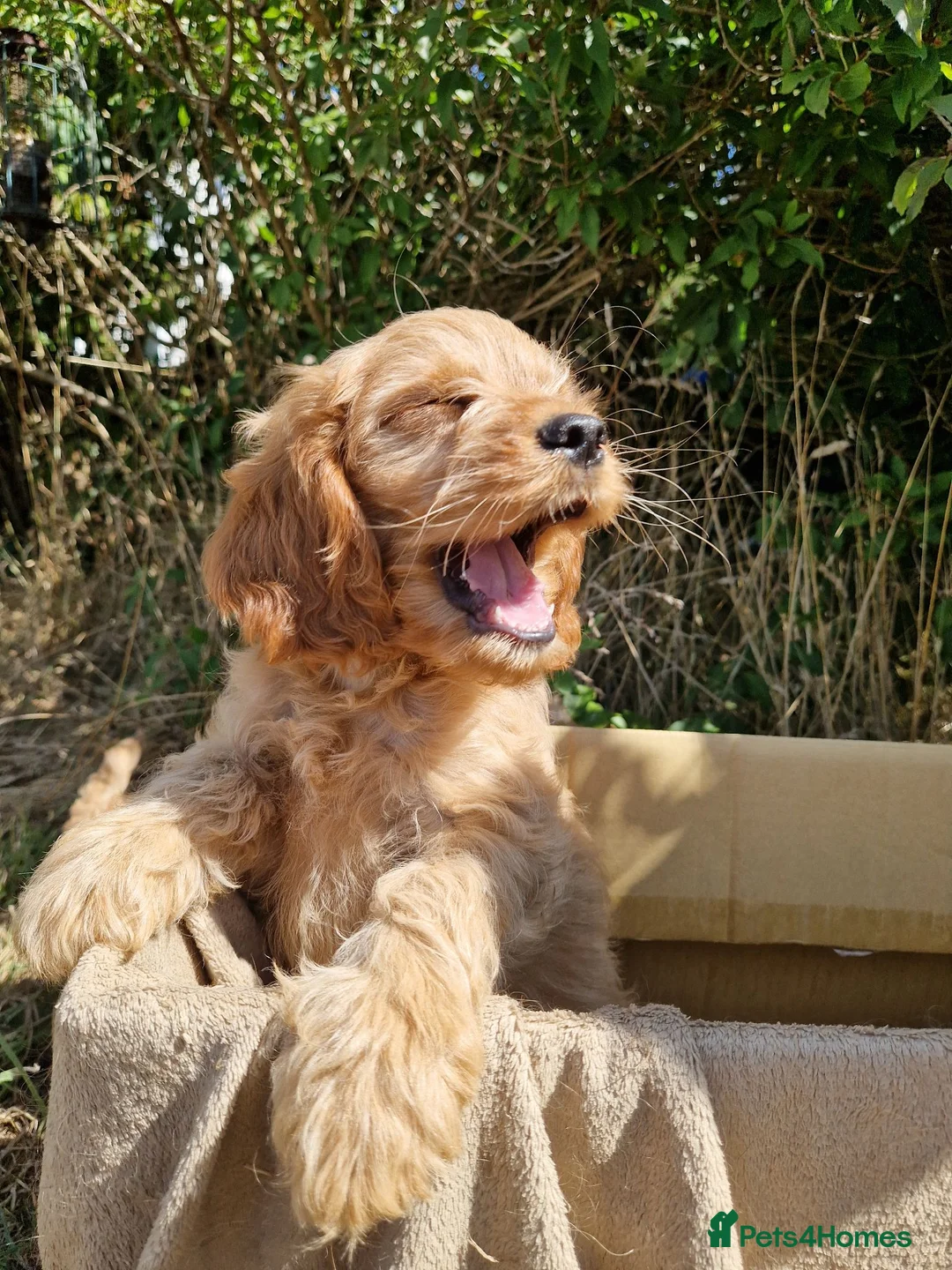 Cavapoo dogs for sale: Cuddly Cavapoos Ready Now! - Advert 9