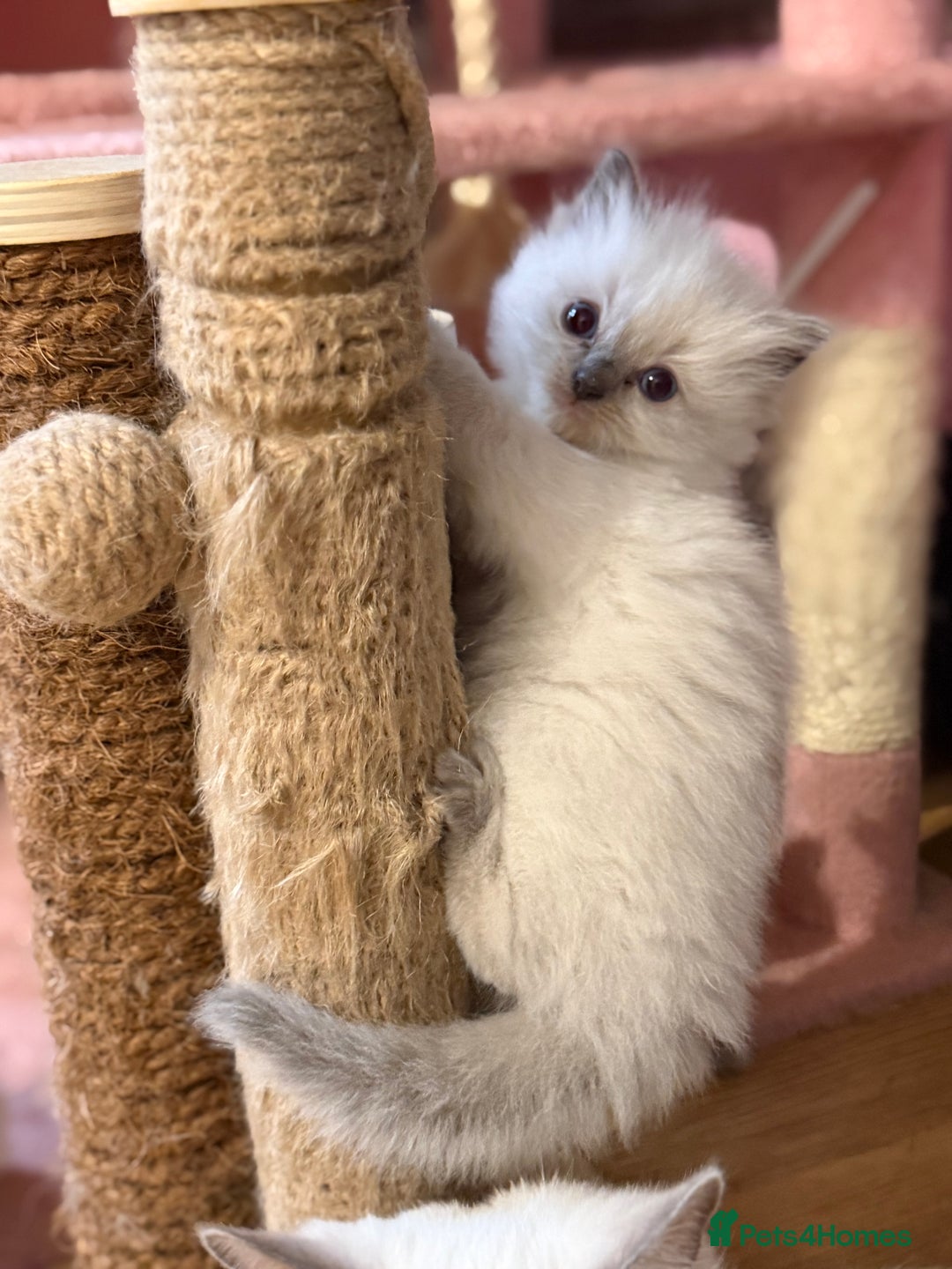 Ragdoll cats for sale: 🐾 Pure Ragdoll Kittens Looking for Loving Homes  - Advert 18