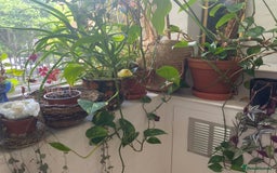 Canaries birds for sale: Two Beautiful Healthy Baby Canaries - Image 3