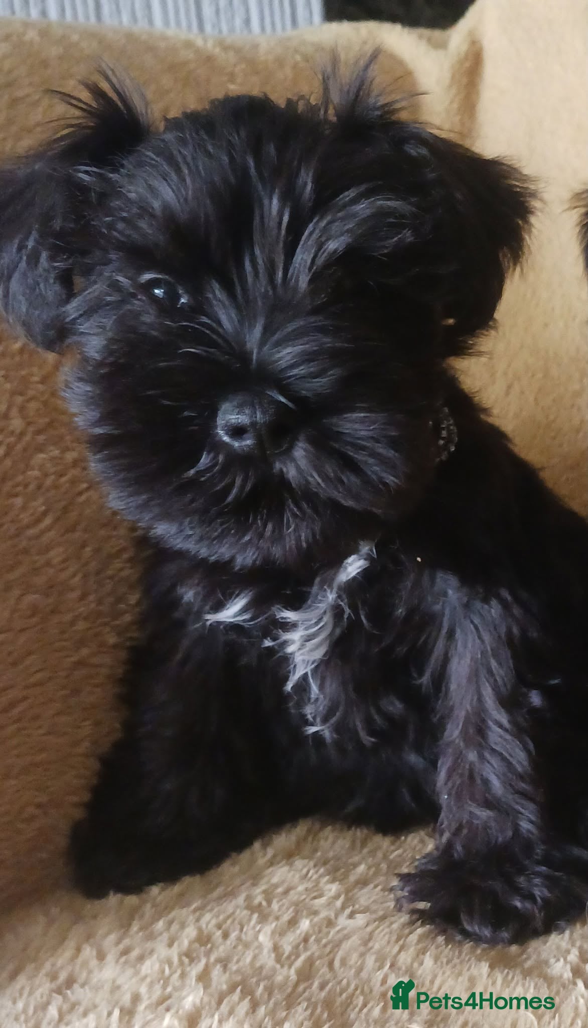 Miniature Schnauzer dogs SMALL MINI SCHNAUZERS - Advert 9