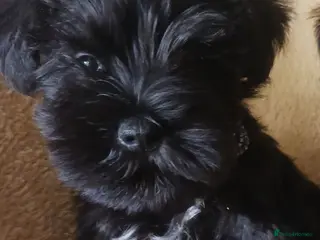 Miniature Schnauzer dogs SMALL MINI SCHNAUZERS - Advert 9