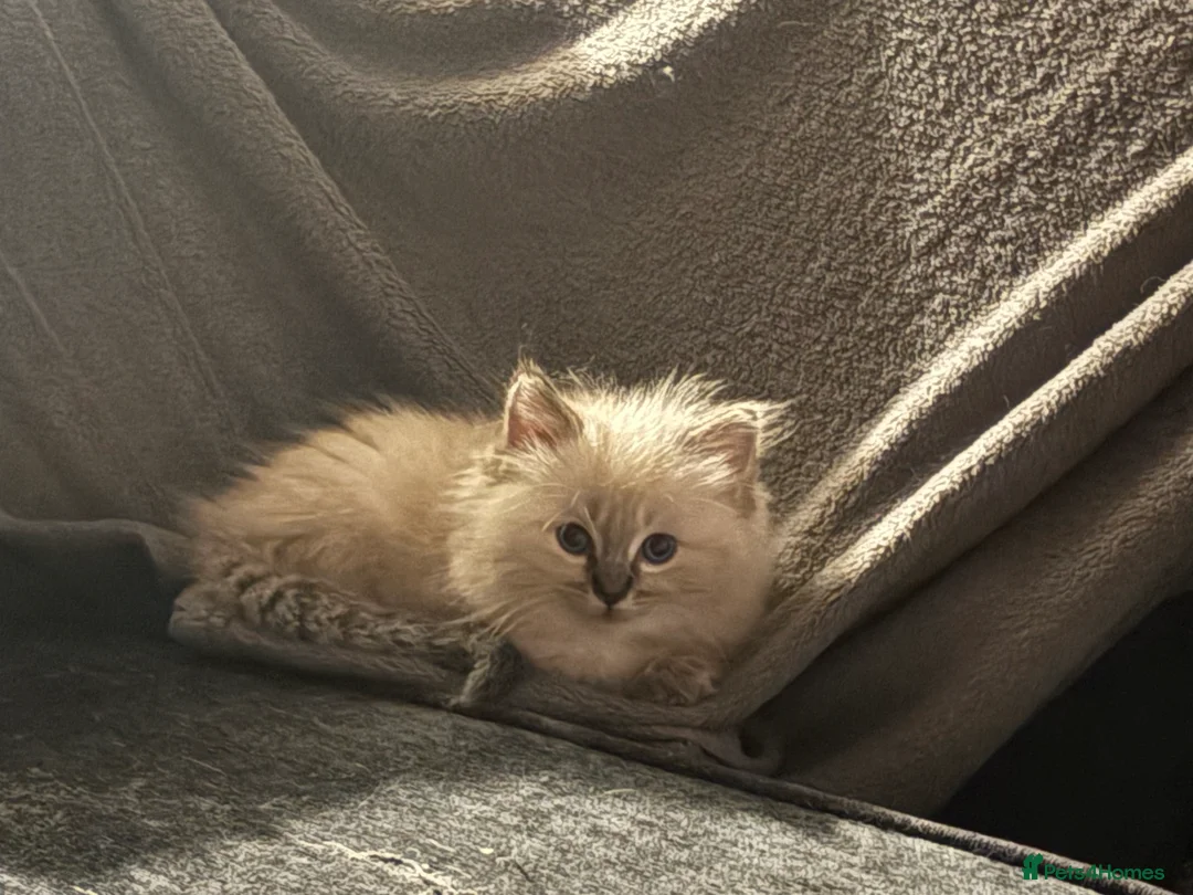 Ragdoll cats for sale: Beautiful Ragdoll Kittens - Advert 2