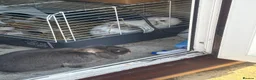 Mini Lop rabbits for sale: Mini lop rabbits - Advert 2