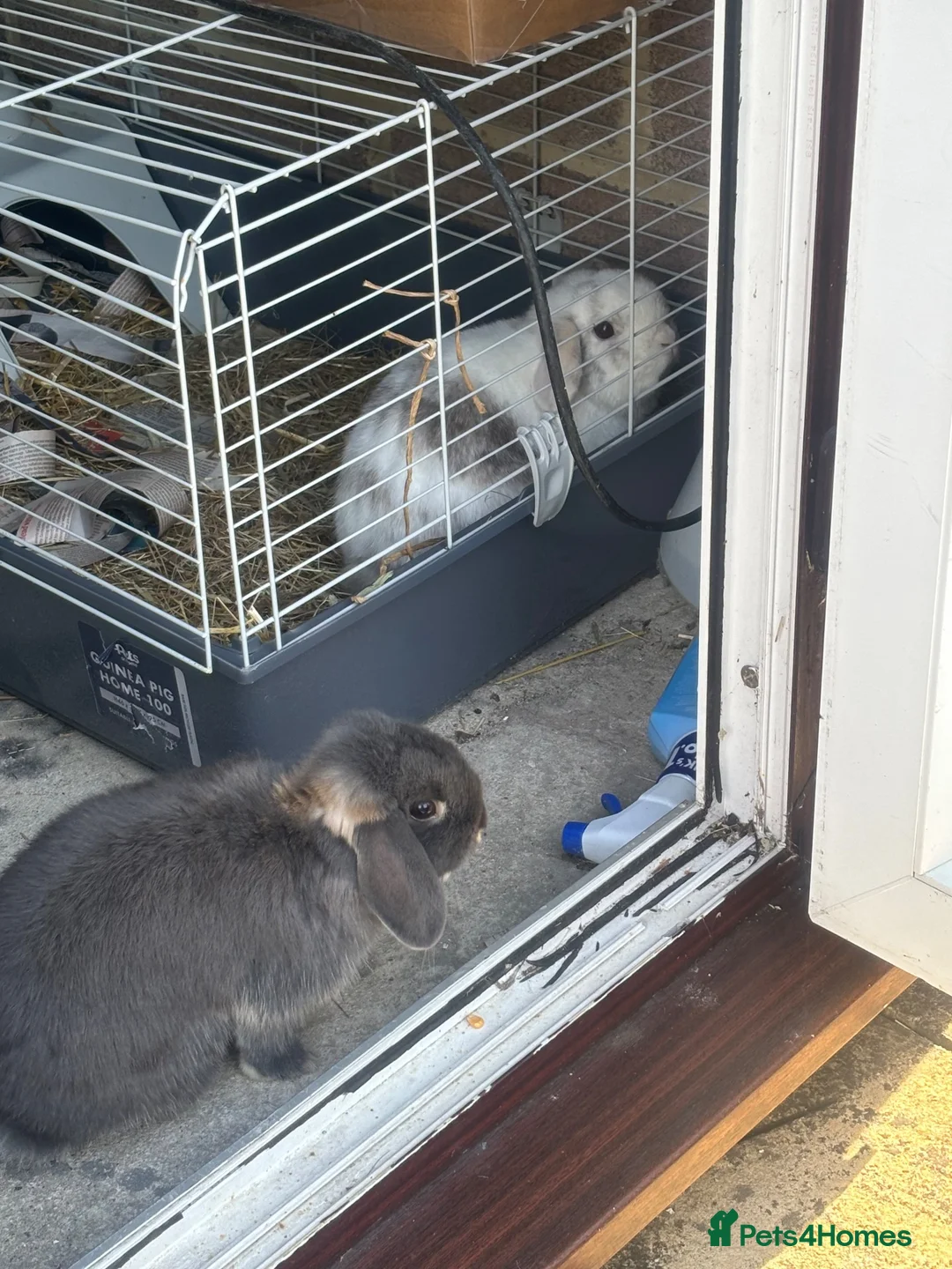 Mini Lop rabbits for sale: Mini lop rabbits - Advert 2