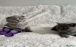 Scottish Fold cats for sale: Scottish fold and straight kittens  - Image 12