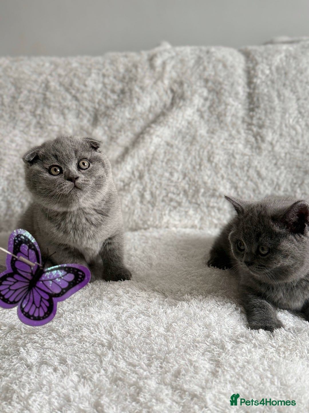 Scottish Fold cats for sale: Scottish fold and straight kittens  - Image 12