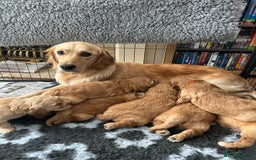 Goldendoodle dogs for sale: Golden doodle puppy - Image 3