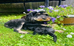 Cockapoo dogs for sale: Exceptional F2 cockapoo puppies available - Image 9