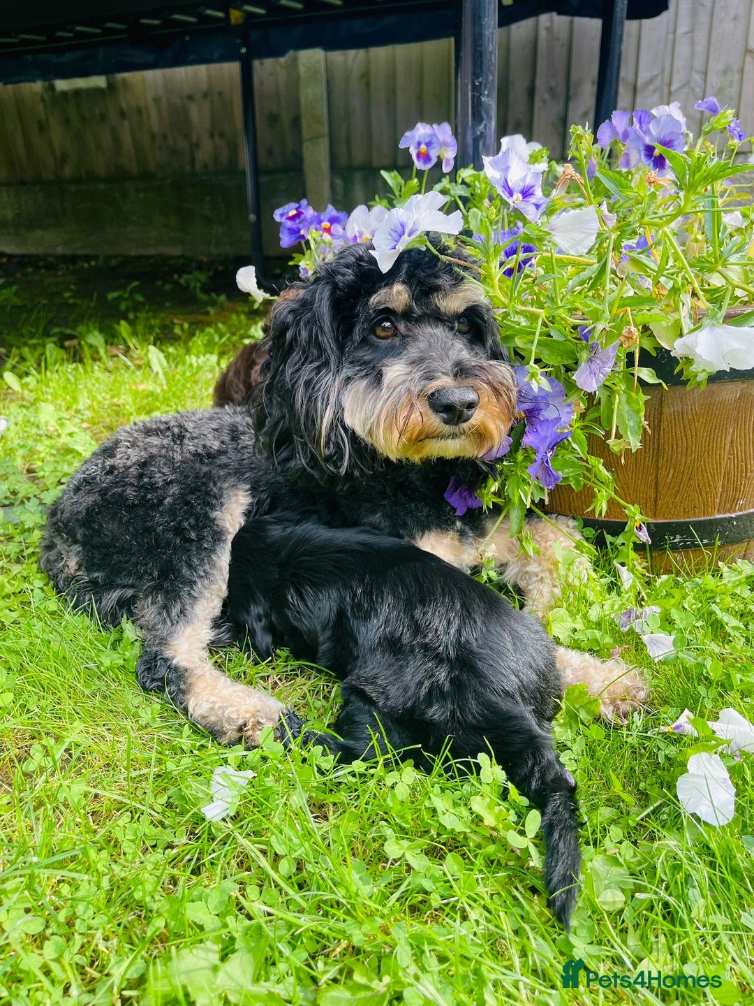 Cockapoo dogs for sale: Exceptional F2 cockapoo puppies available - Image 9